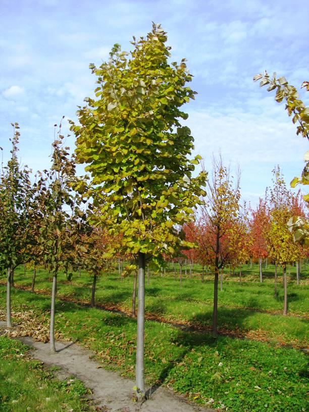 Tilia Tomentosa Green Mountain - View 6 from www redcrocus com
