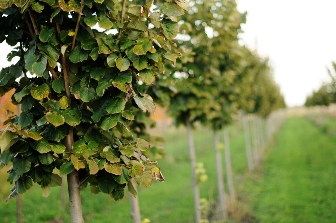Tilia Tomentosa Green Mountain - View 8 from www redcrocus com