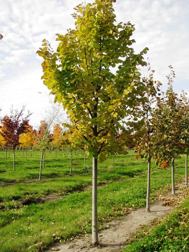Tilia Tomentosa 'green Mountain' - View 7 from www redcrocus com
