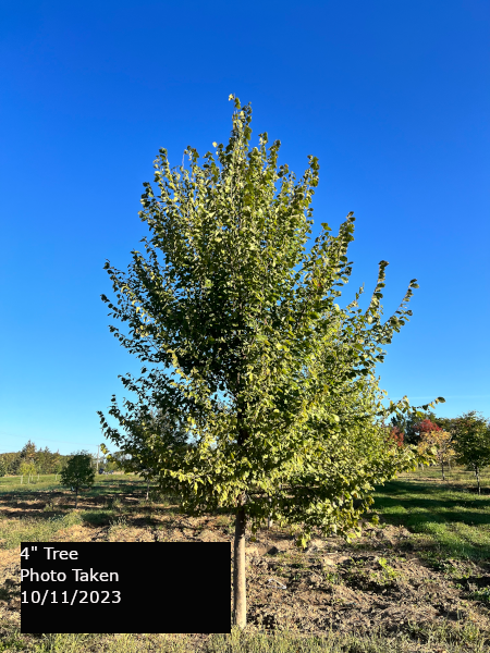 Ulmus Americana 'jefferson' - View 10 from www redcrocus com