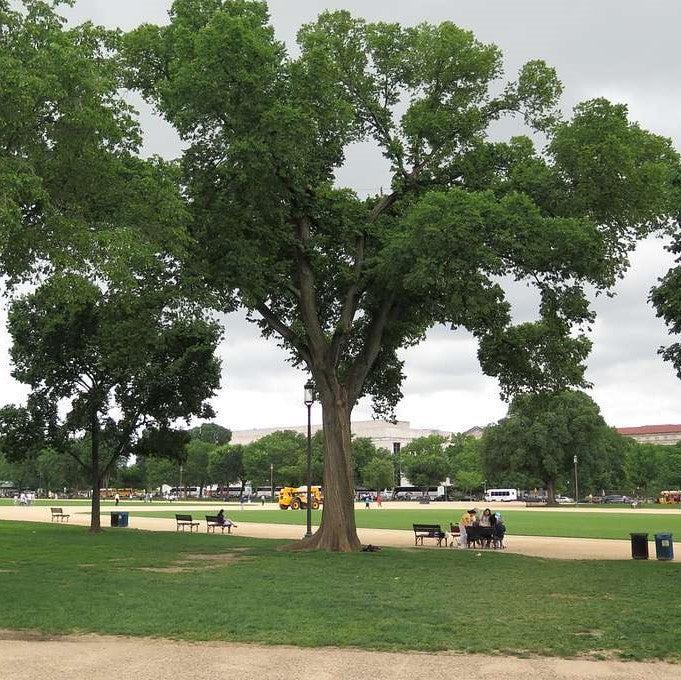 Ulmus Americana 'jefferson' - View 13 from www redcrocus com
