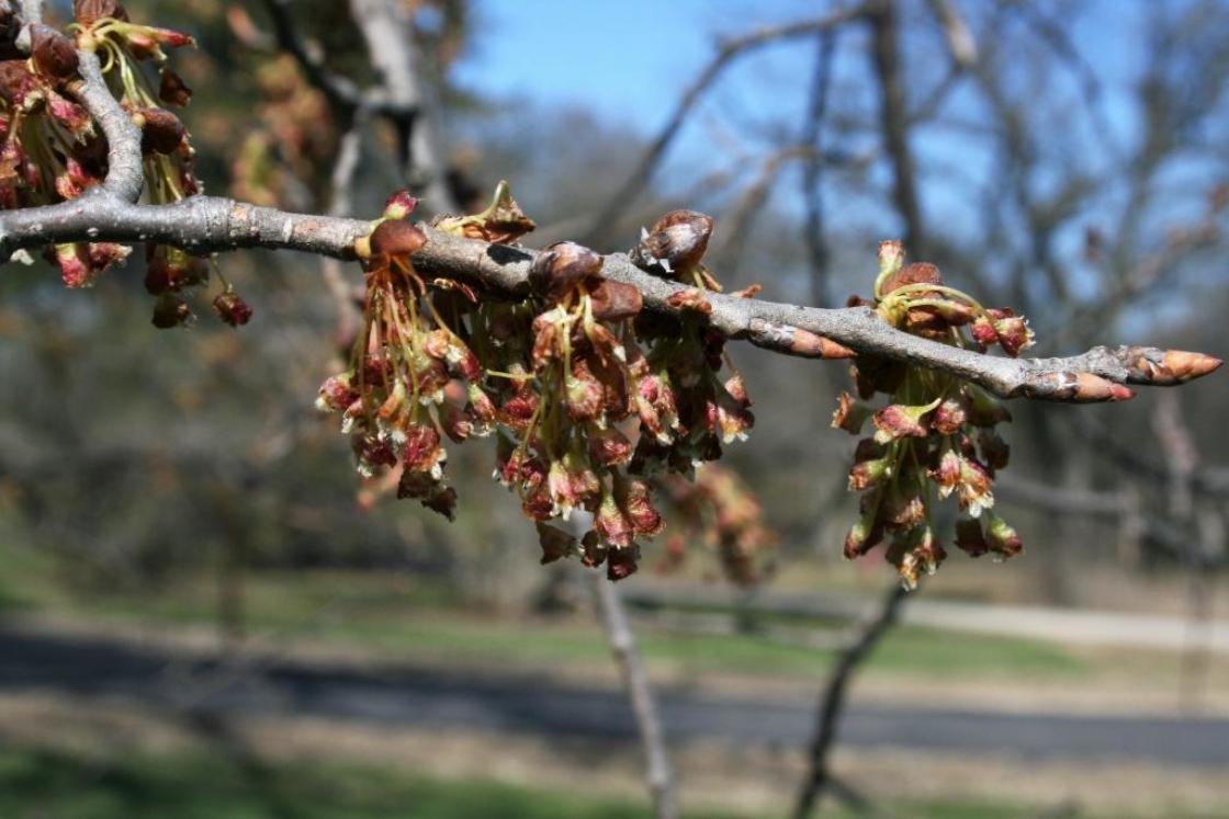 Ulmus Americana 'jefferson' - View 14 from www redcrocus com