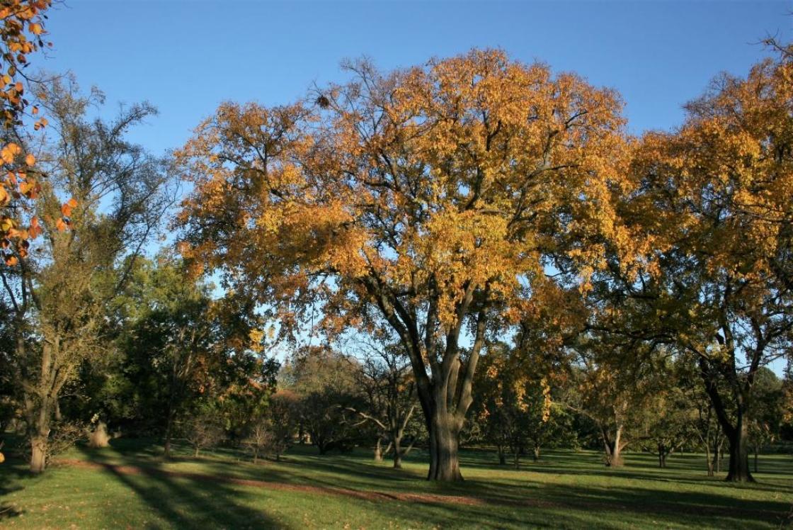 Ulmus Americana 'jefferson' - View 15 from www redcrocus com