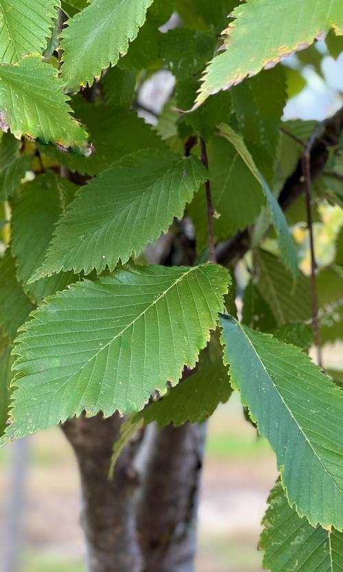 Ulmus Americana 'jefferson' - View 16 from www redcrocus com
