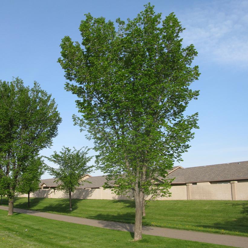 Ulmus Americana 'jefferson' - View 17 from www redcrocus com