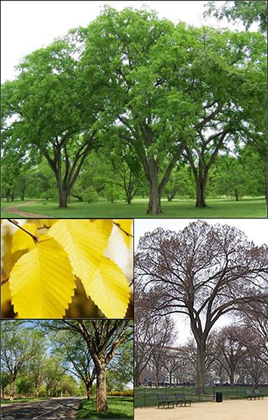 Ulmus Americana 'jefferson' - View 18 from www redcrocus com