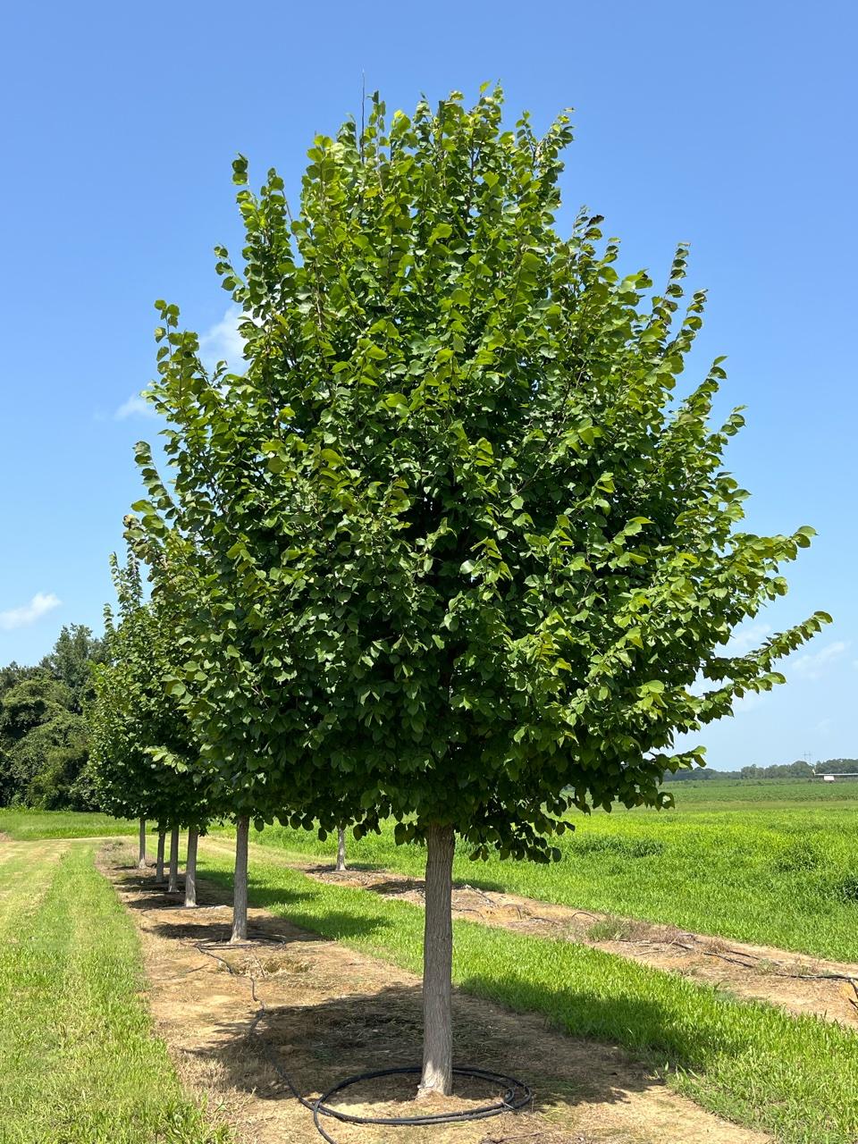 Ulmus Americana 'jefferson' - View 1 from www redcrocus com
