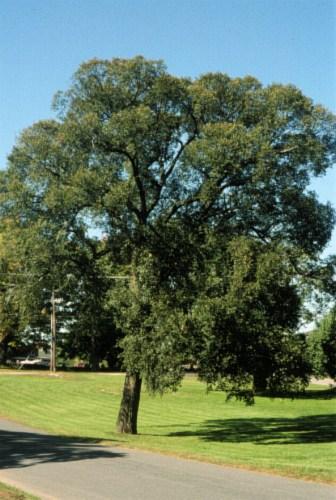 Ulmus Americana 'jefferson' - View 20 from www redcrocus com