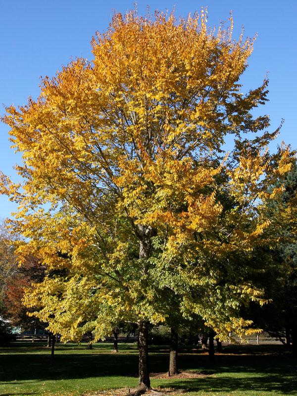 Ulmus Americana 'jefferson' - View 21 from www redcrocus com