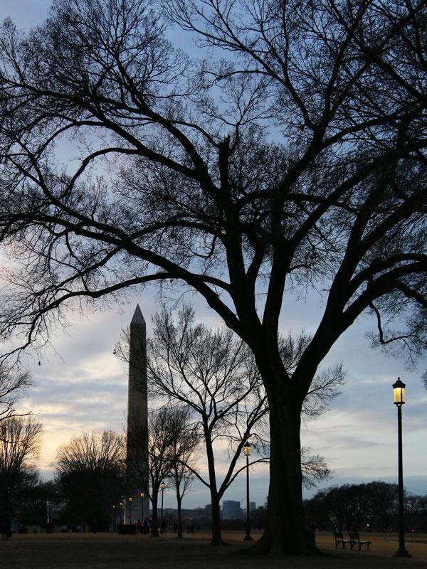 Ulmus Americana 'jefferson' - View 22 from www redcrocus com