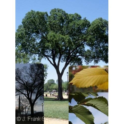 Ulmus Americana 'jefferson' - View 23 from www redcrocus com