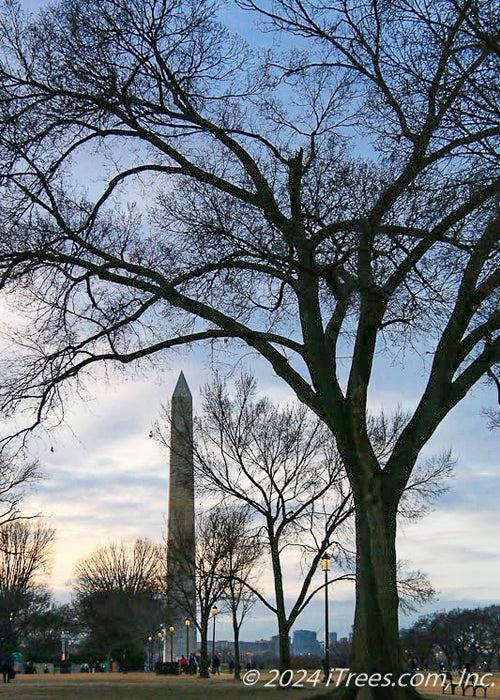 Ulmus Americana 'jefferson' - View 24 from www redcrocus com