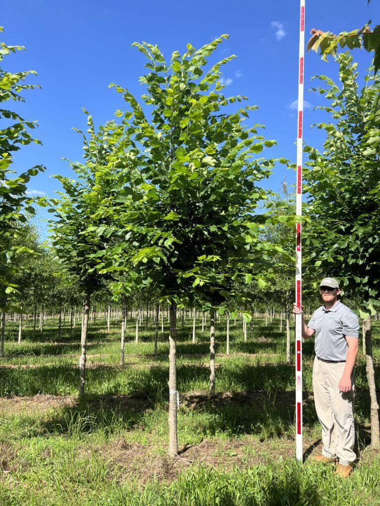Ulmus Americana 'jefferson' - View 25 from www redcrocus com