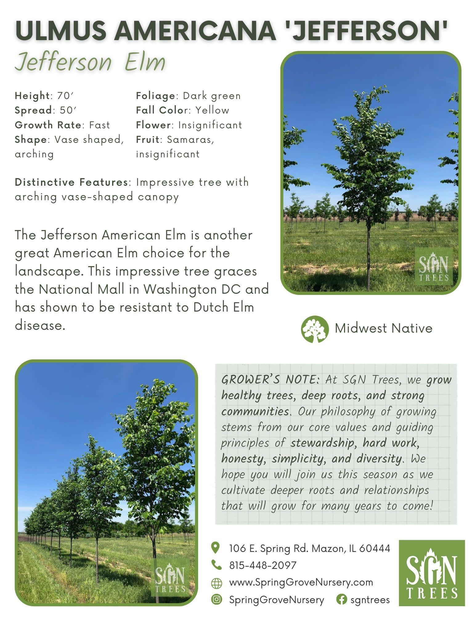 Ulmus Americana 'jefferson' - View 2 from www redcrocus com