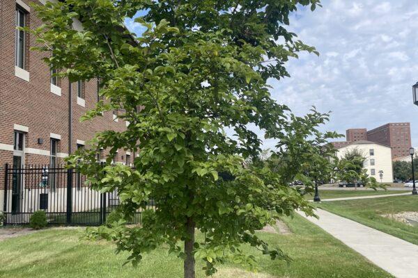 Ulmus Americana 'jefferson' - View 30 from www redcrocus com