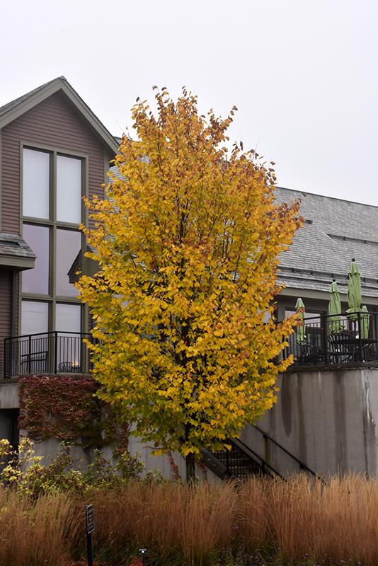 Ulmus Americana 'jefferson' - View 33 from www redcrocus com