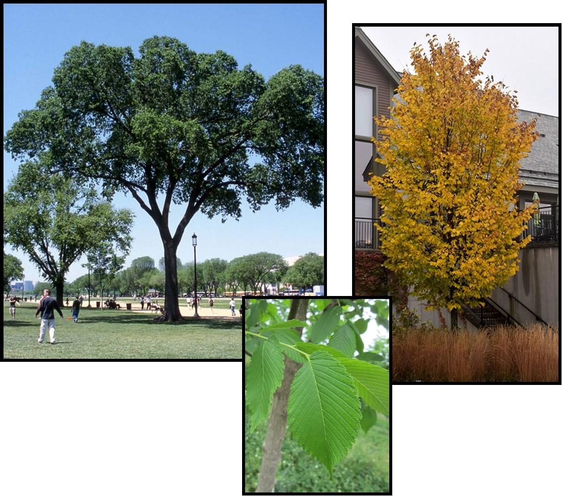 Ulmus Americana 'jefferson' - View 3 from www redcrocus com