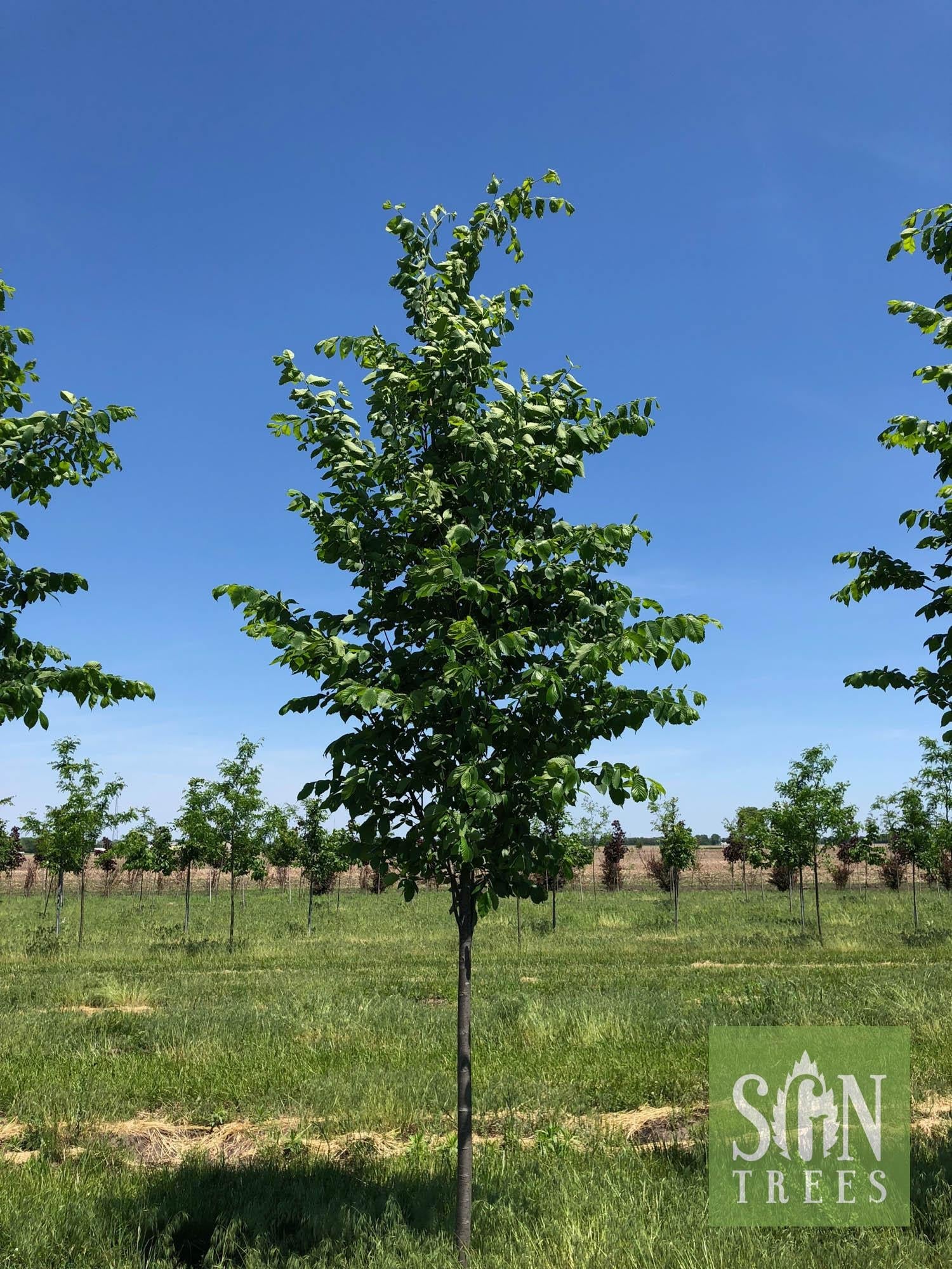 Ulmus Americana 'jefferson' - View 4 from www redcrocus com