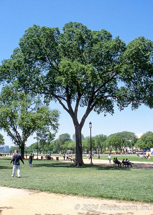 Ulmus Americana 'jefferson' - View 6 from www redcrocus com