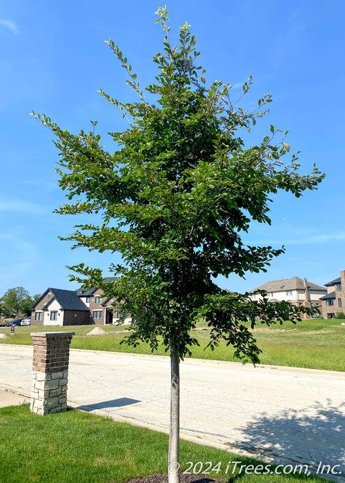 Ulmus Americana 'jefferson' - View 7 from www redcrocus com