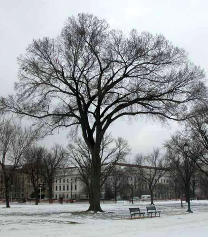 Ulmus Americana 'jefferson' - View 8 from www redcrocus com