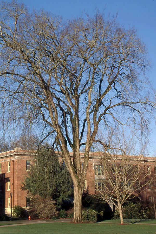 Ulmus Americana 'jefferson' - View 9 from www redcrocus com