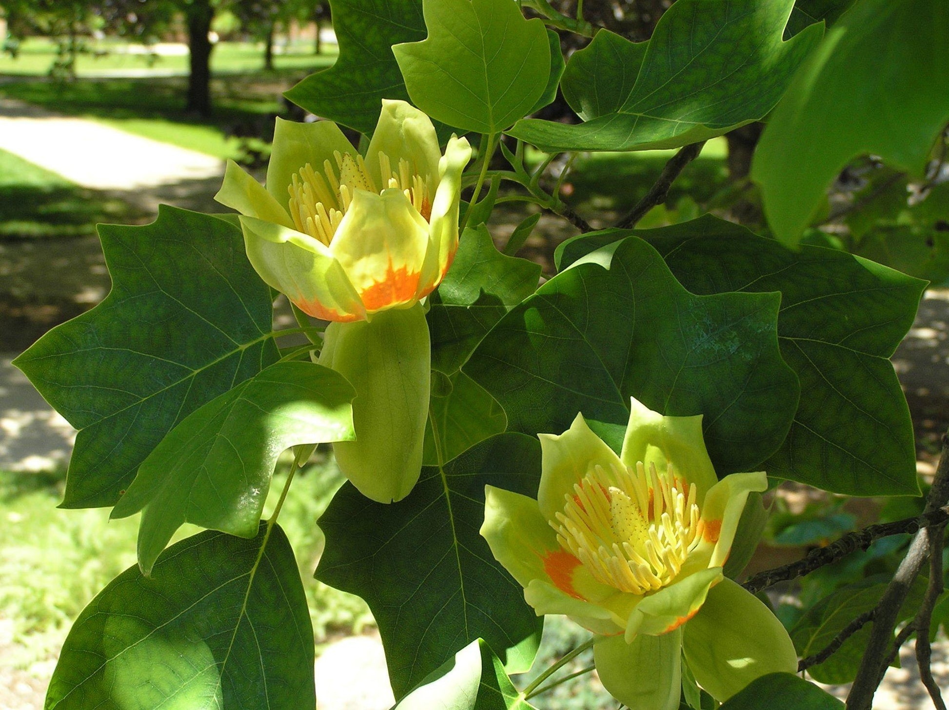 Liriodendron Tulipifera - View 12 from www redcrocus com