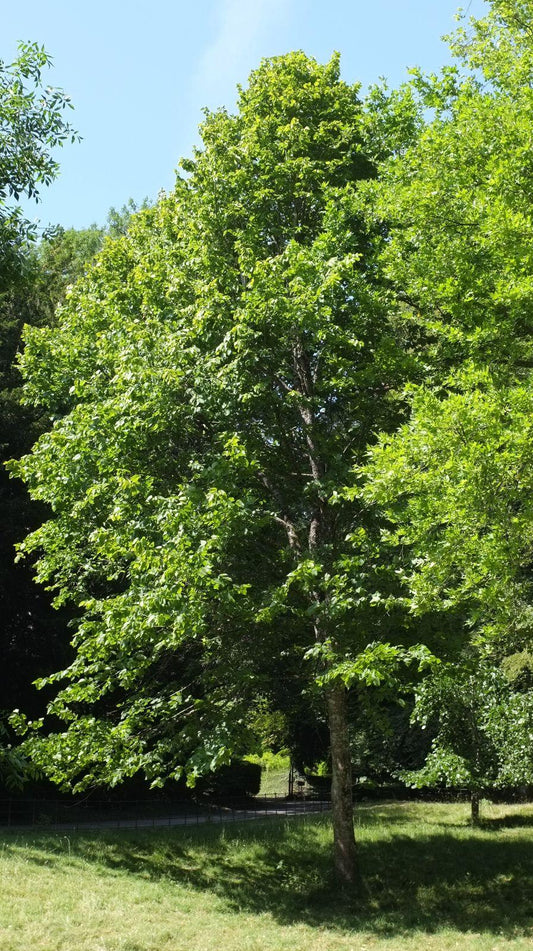 Tilia Americana - View 10 from www redcrocus com