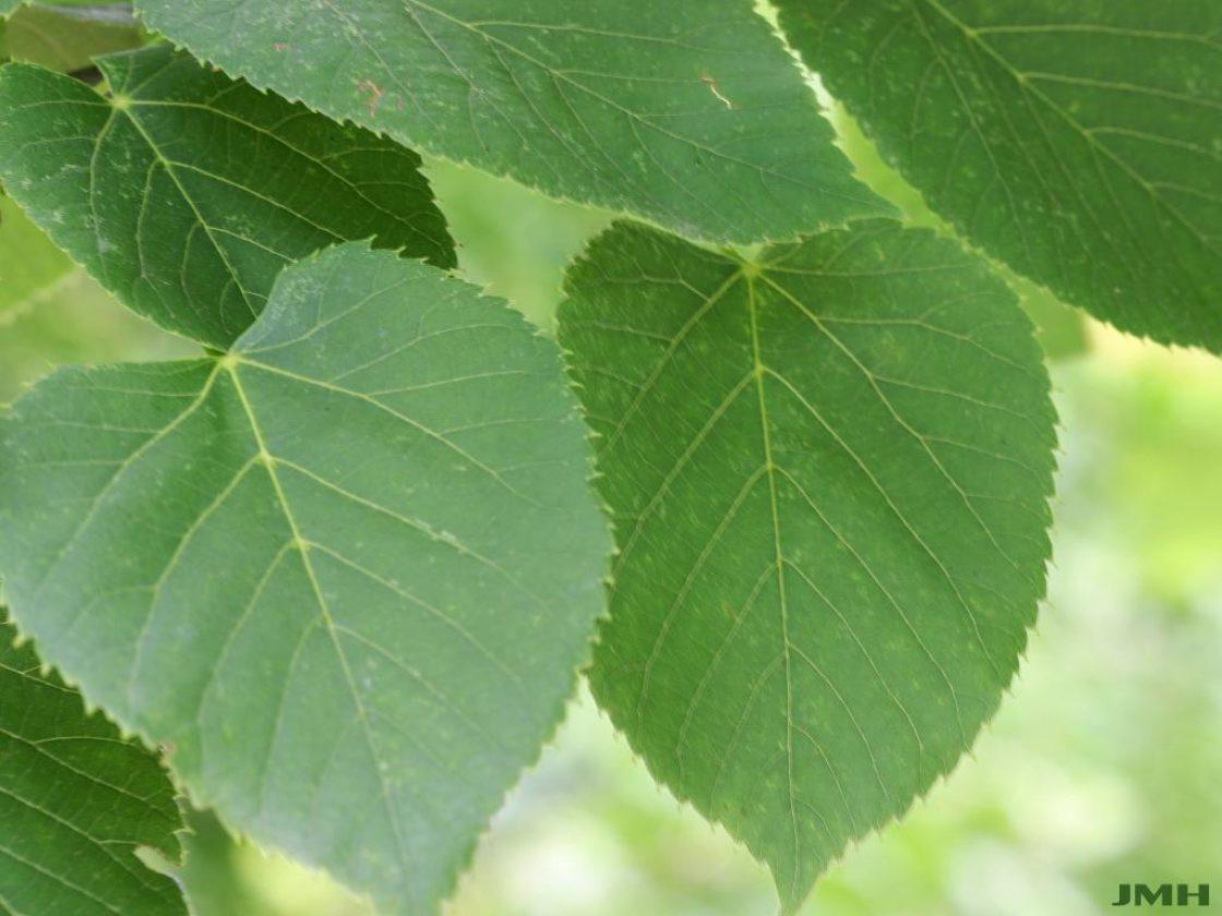 Tilia Americana - View 11 from www redcrocus com