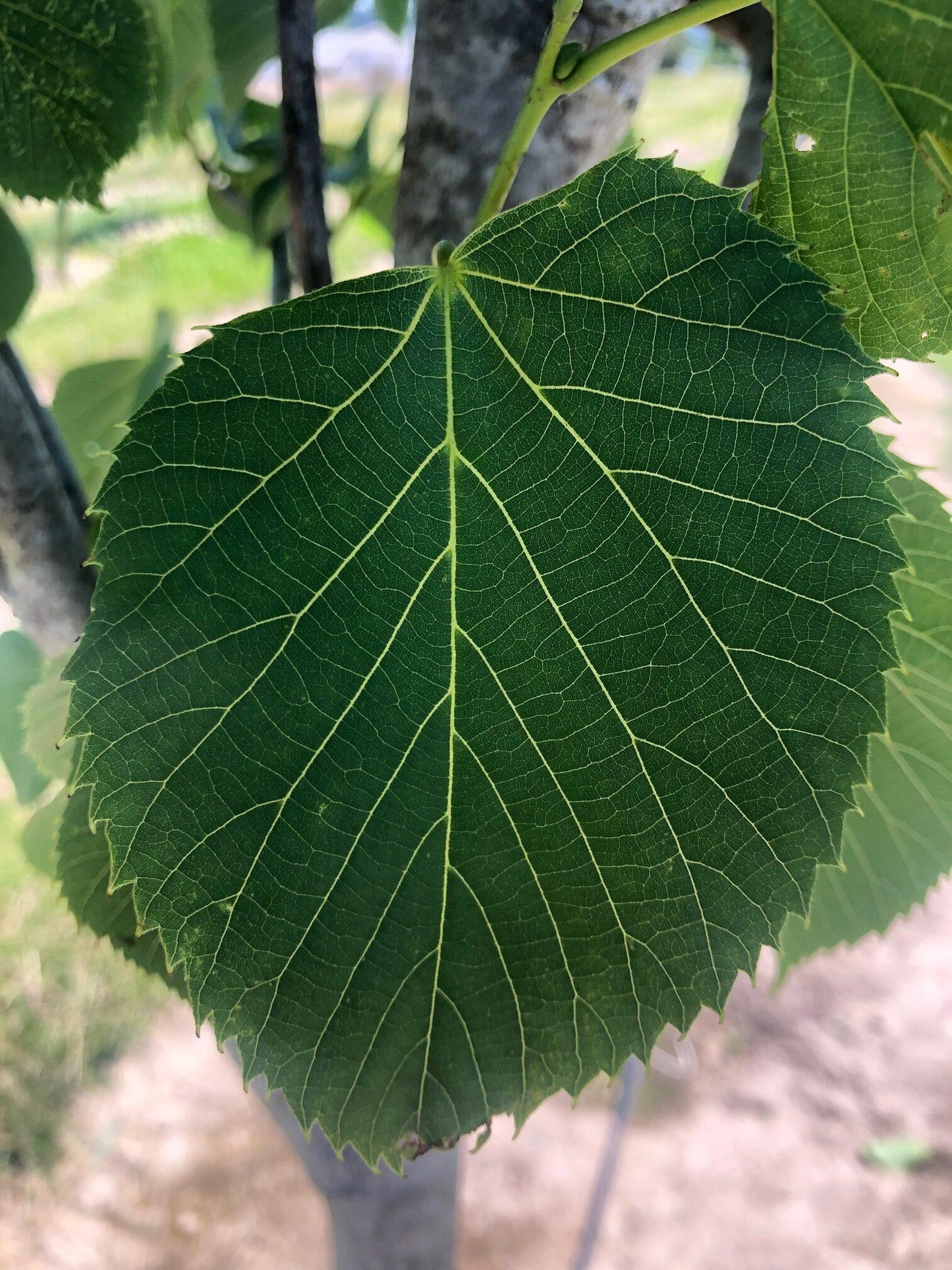 Tilia Americana - View 13 from www redcrocus com