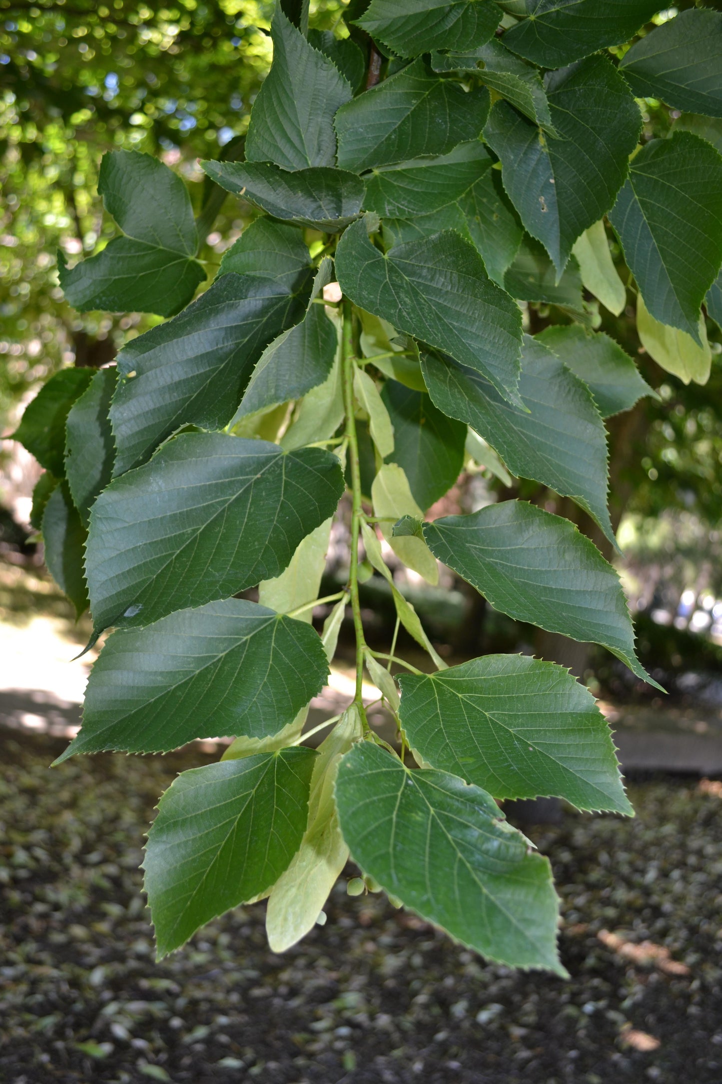 Tilia Americana - View 14 from www redcrocus com