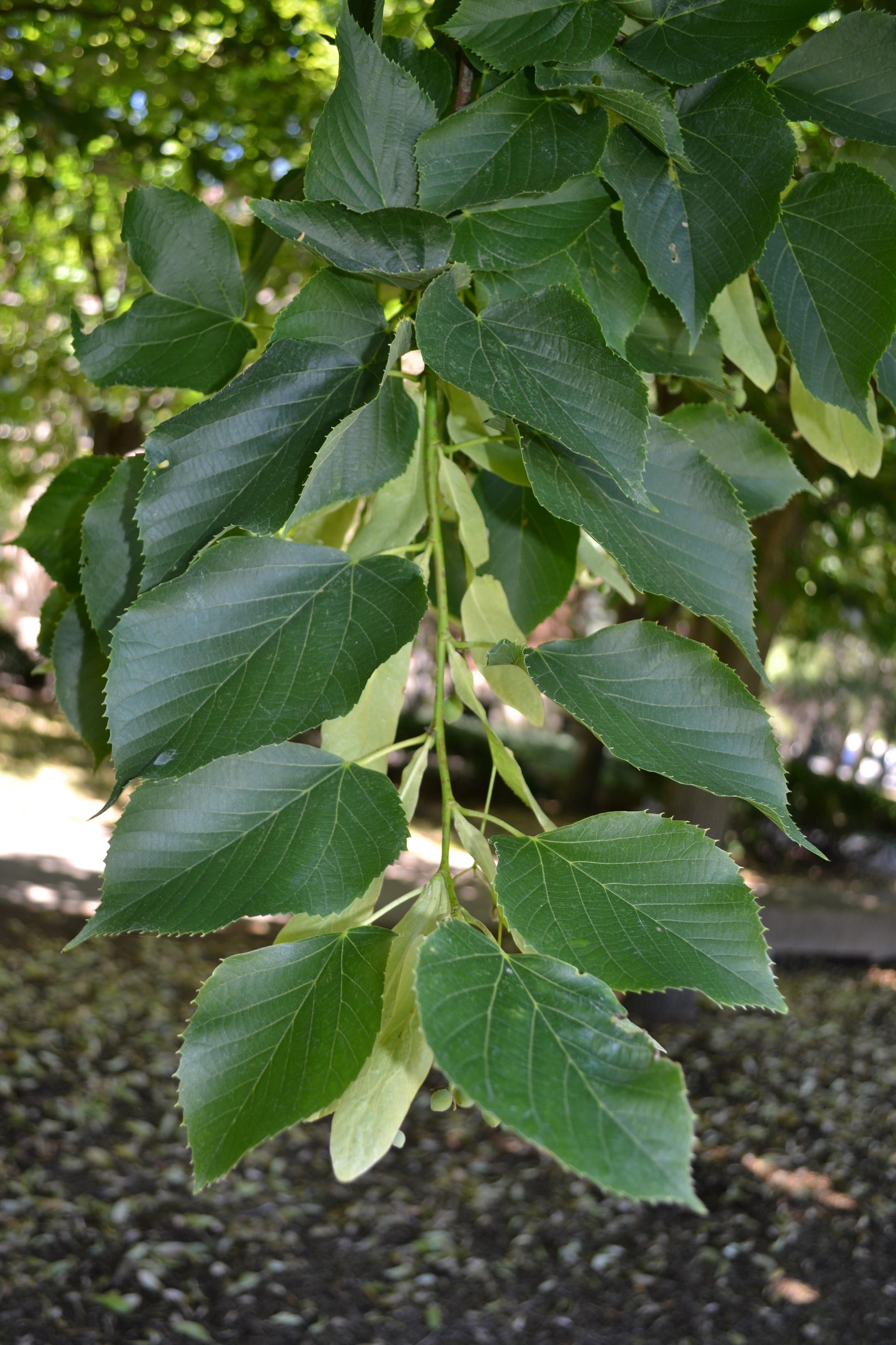 Tilia Americana - View 14 from www redcrocus com
