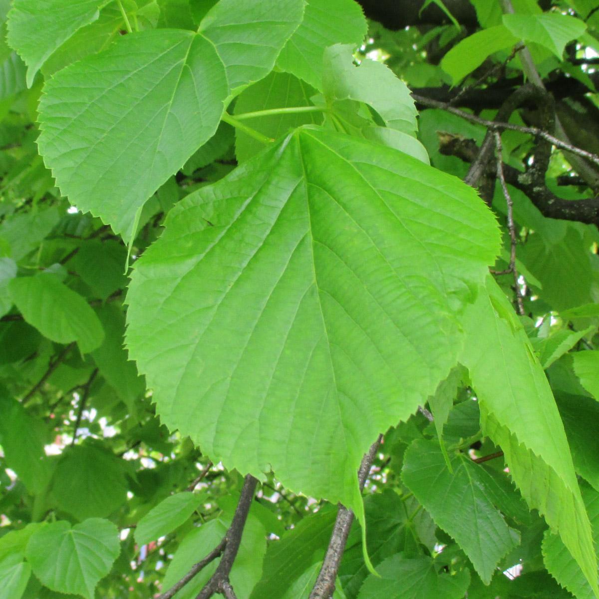 Tilia Americana - View 15 from www redcrocus com