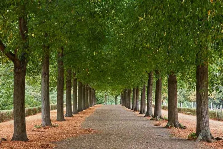 Tilia Americana - View 16 from www redcrocus com