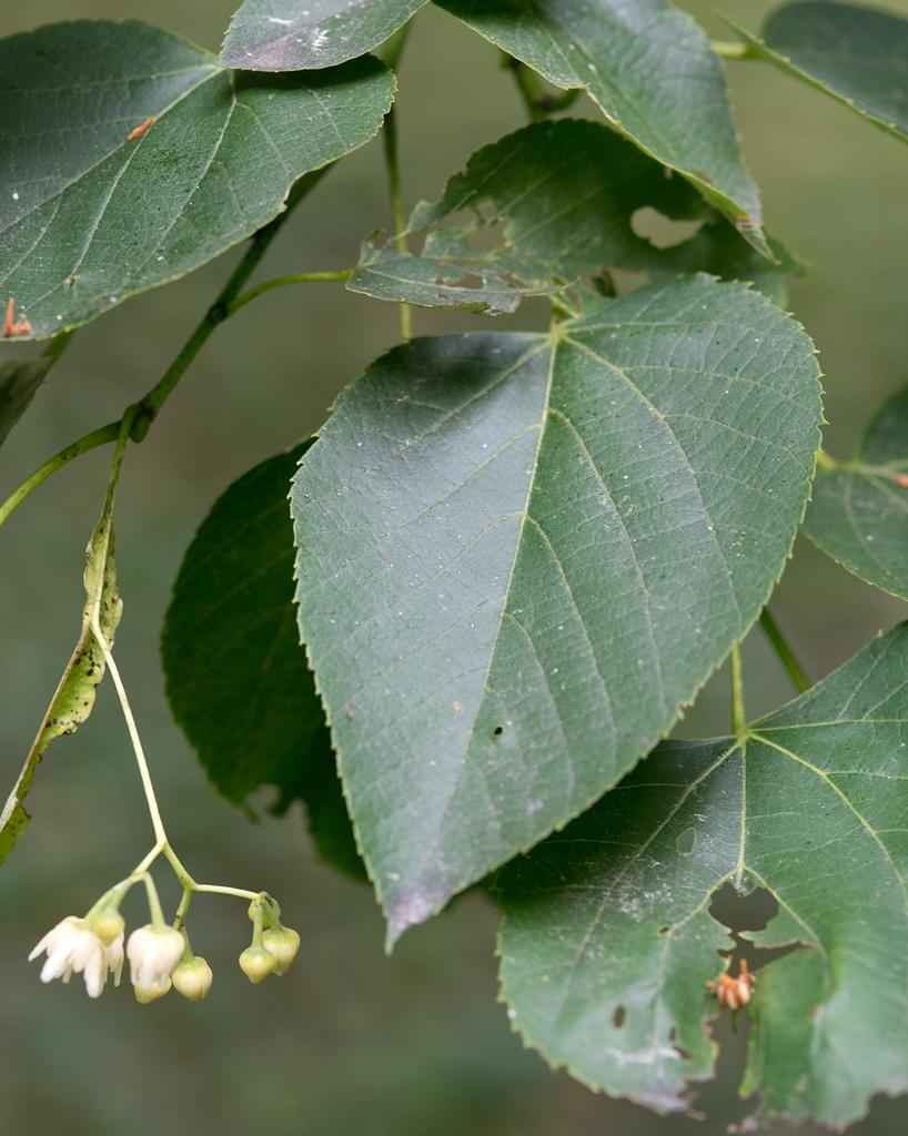 Tilia Americana - View 18 from www redcrocus com