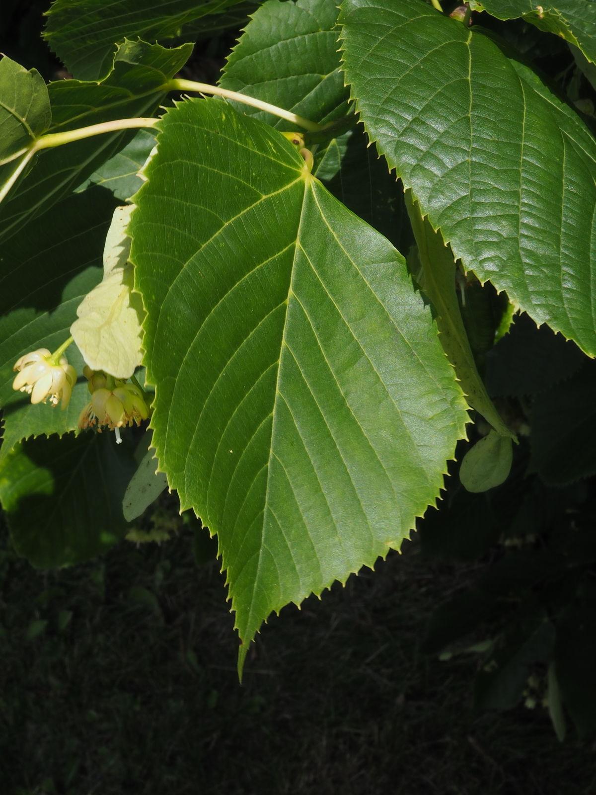 Tilia Americana - View 19 from www redcrocus com