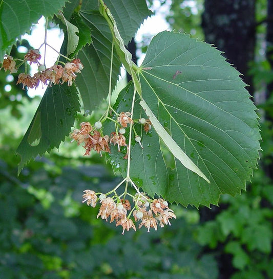 Tilia Americana - View 1 from www redcrocus com