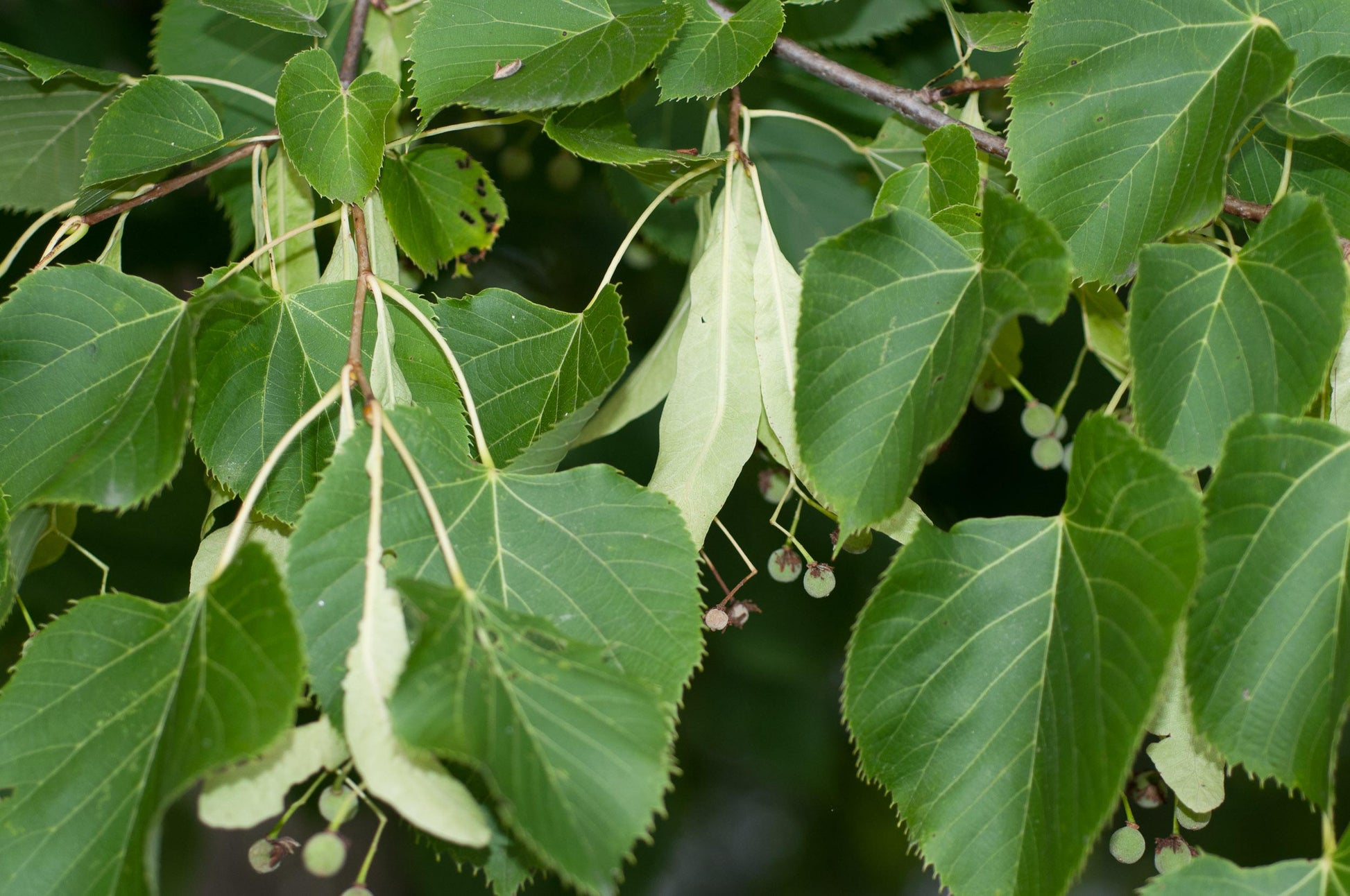 Tilia Americana - View 20 from www redcrocus com