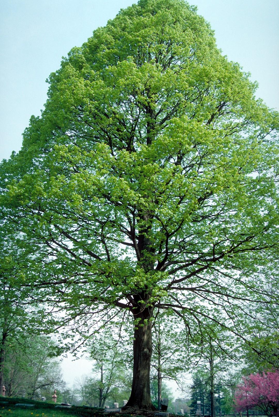 Tilia Americana - View 2 from www redcrocus com