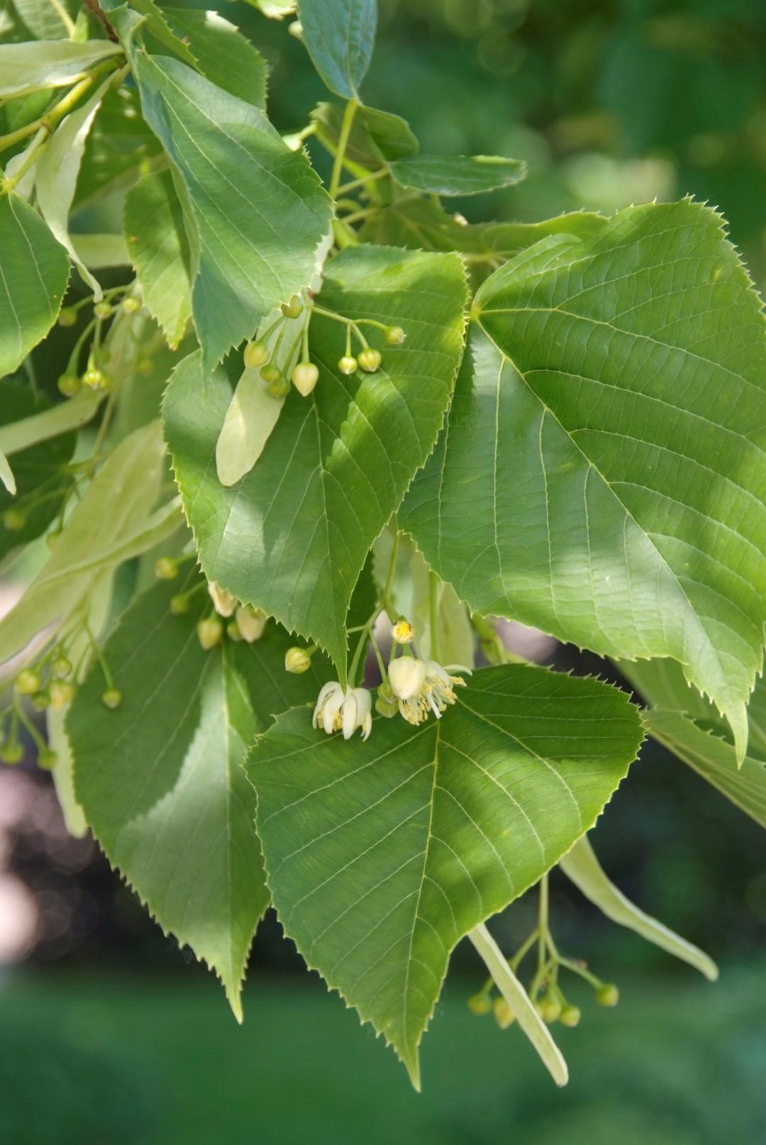Tilia Americana - View 3 from www redcrocus com