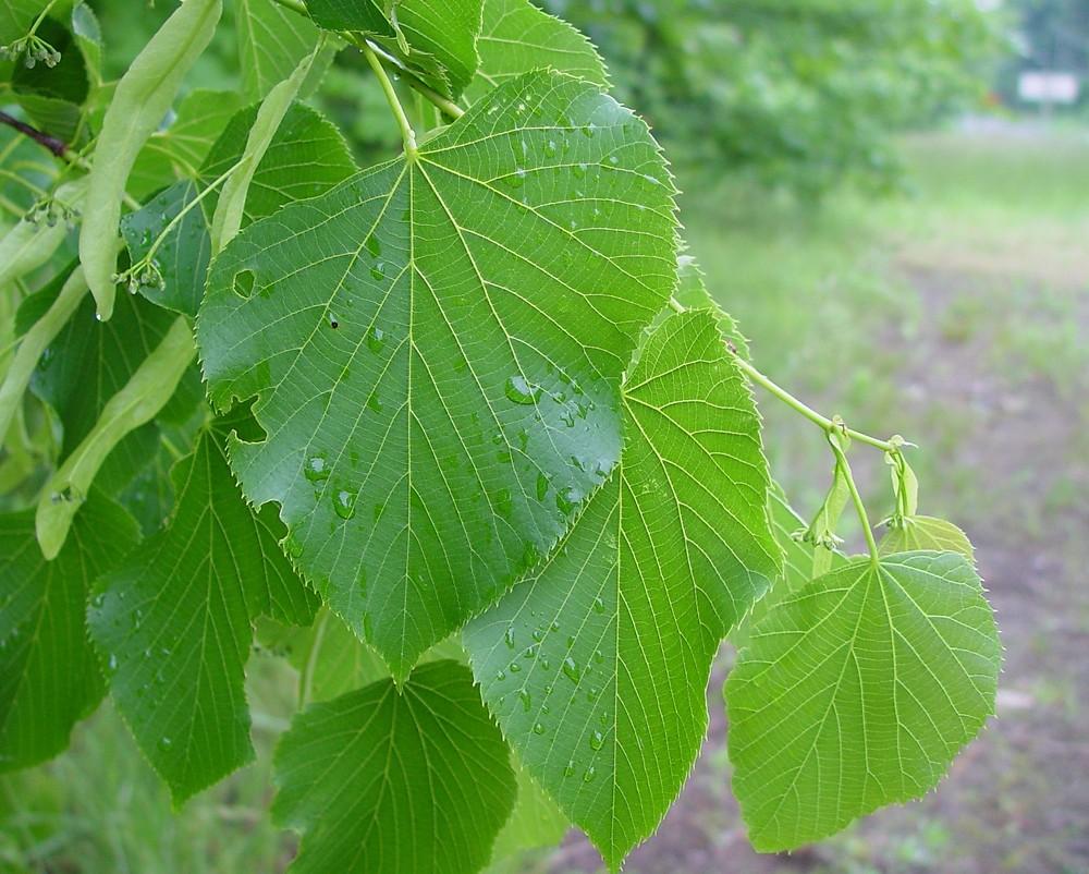 Tilia Americana - View 4 from www redcrocus com