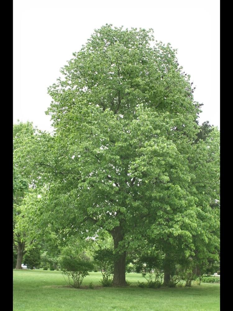 Tilia Americana - View 5 from www redcrocus com