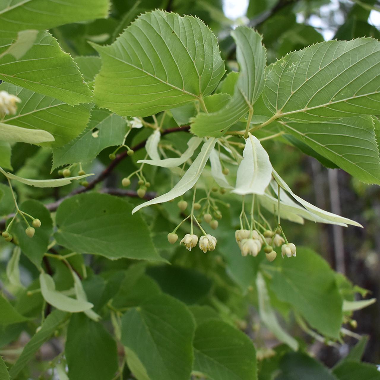 Tilia Americana - View 6 from www redcrocus com