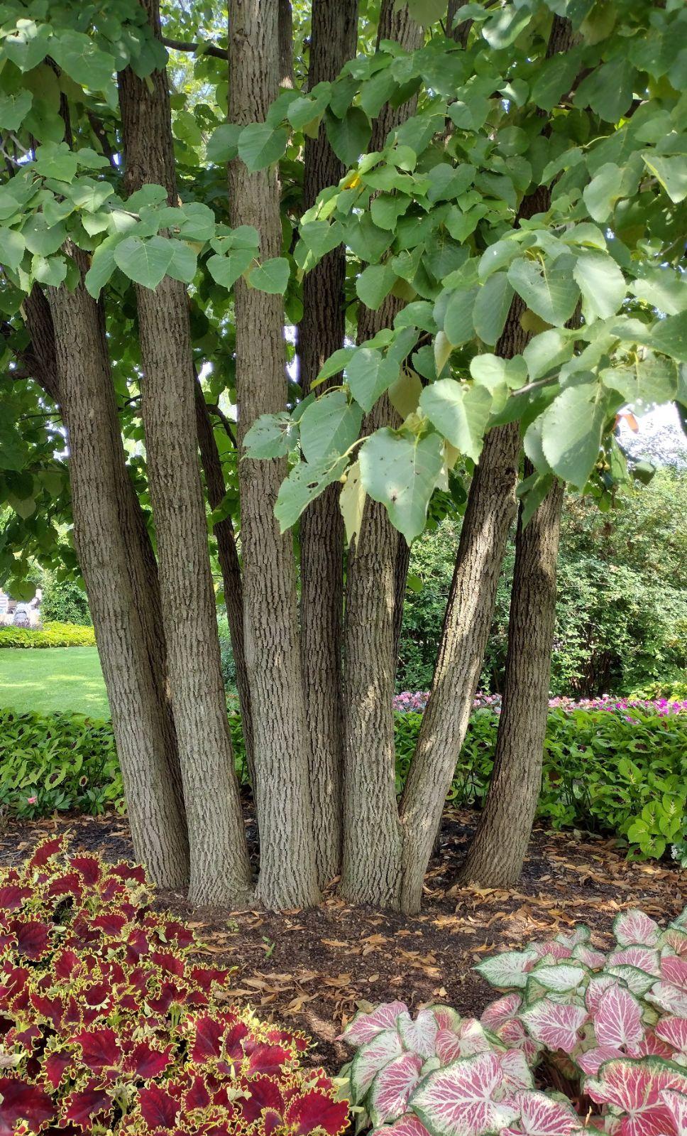Tilia Americana - View 7 from www redcrocus com