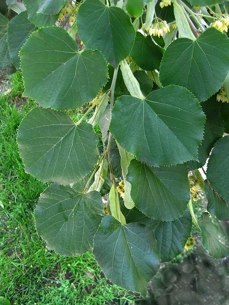 Tilia Americana - View 8 from www redcrocus com