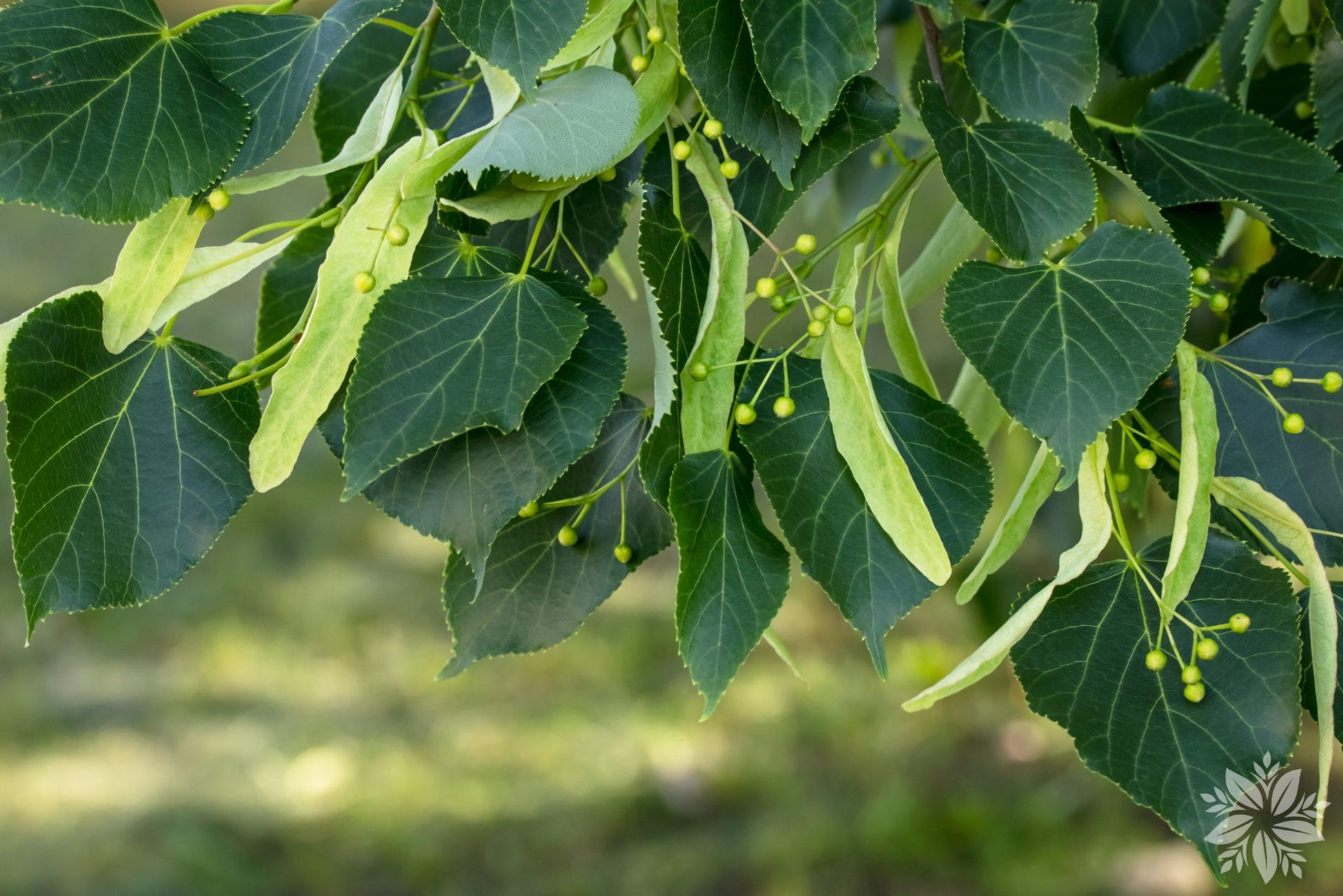 Tilia Americana - View 9 from www redcrocus com