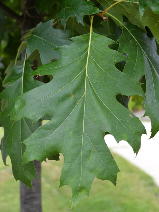 Quercus Shumardii Single Stem - View 10 from www redcrocus com