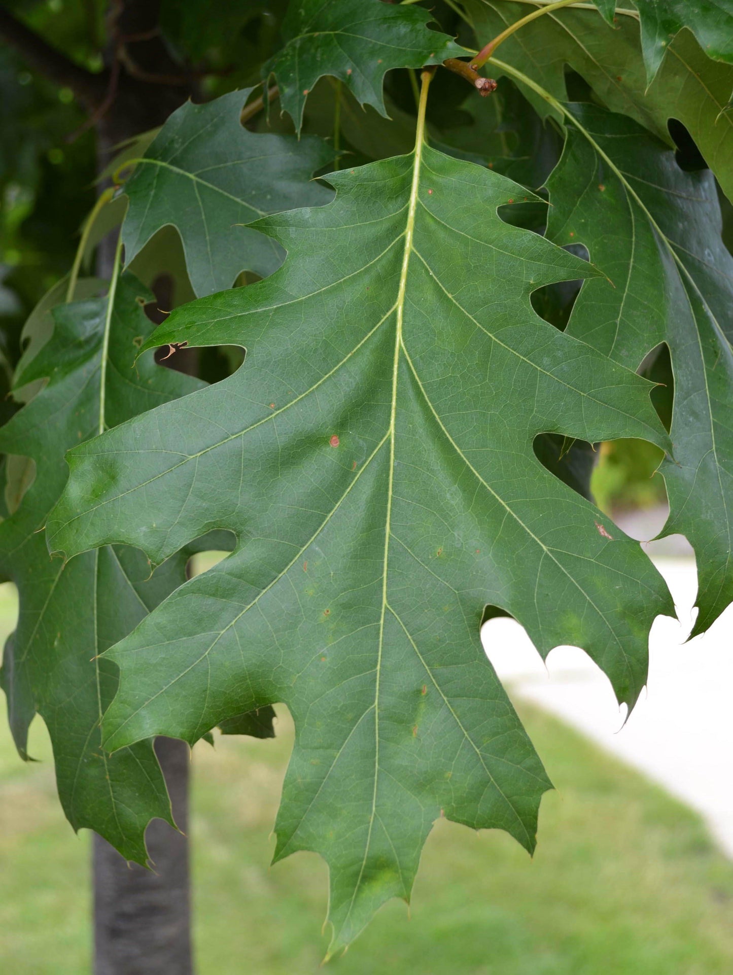 Quercus Shumardii Single Stem - View 10 from www redcrocus com