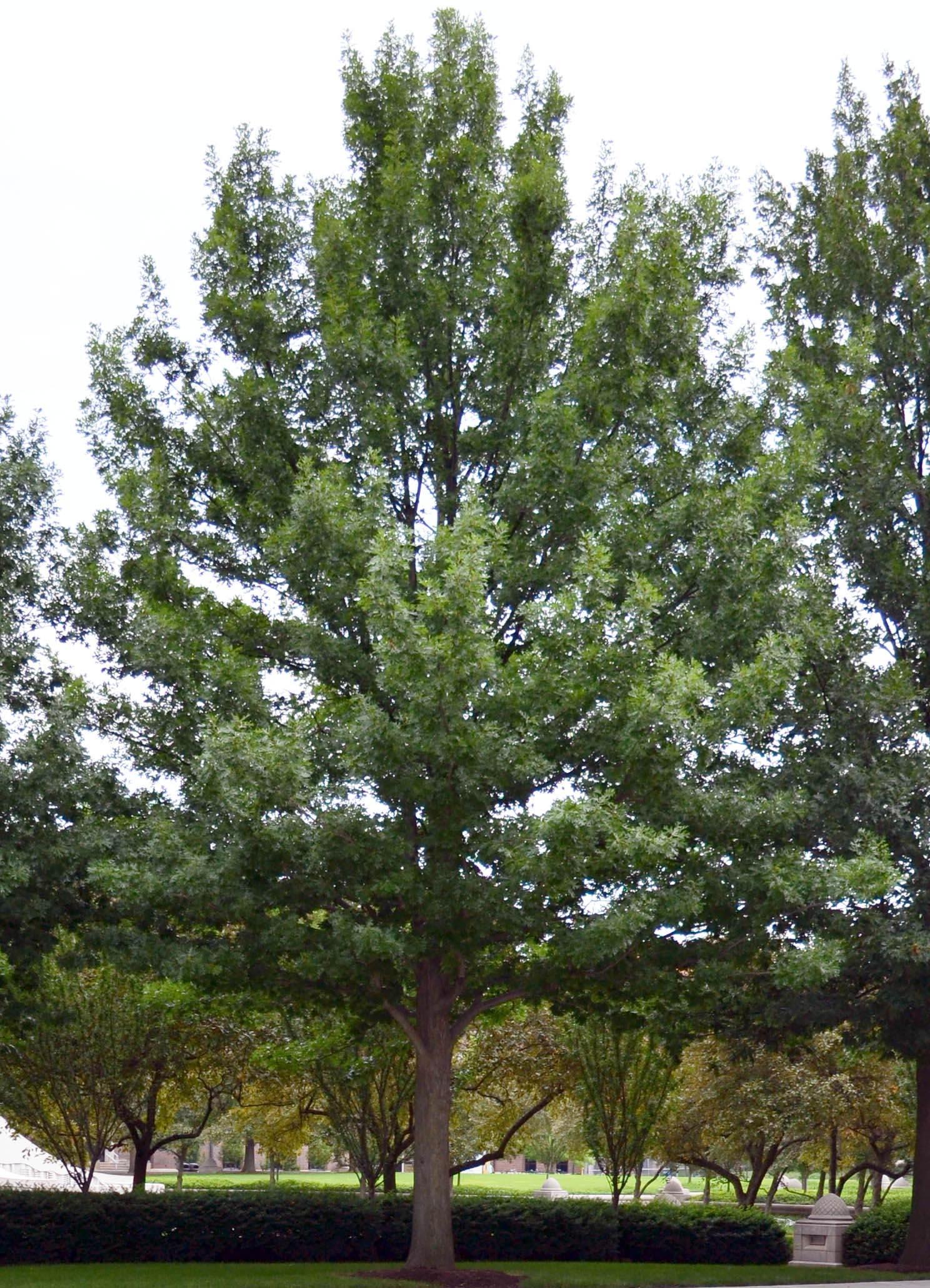Quercus Shumardii Single Stem - View 11 from www redcrocus com