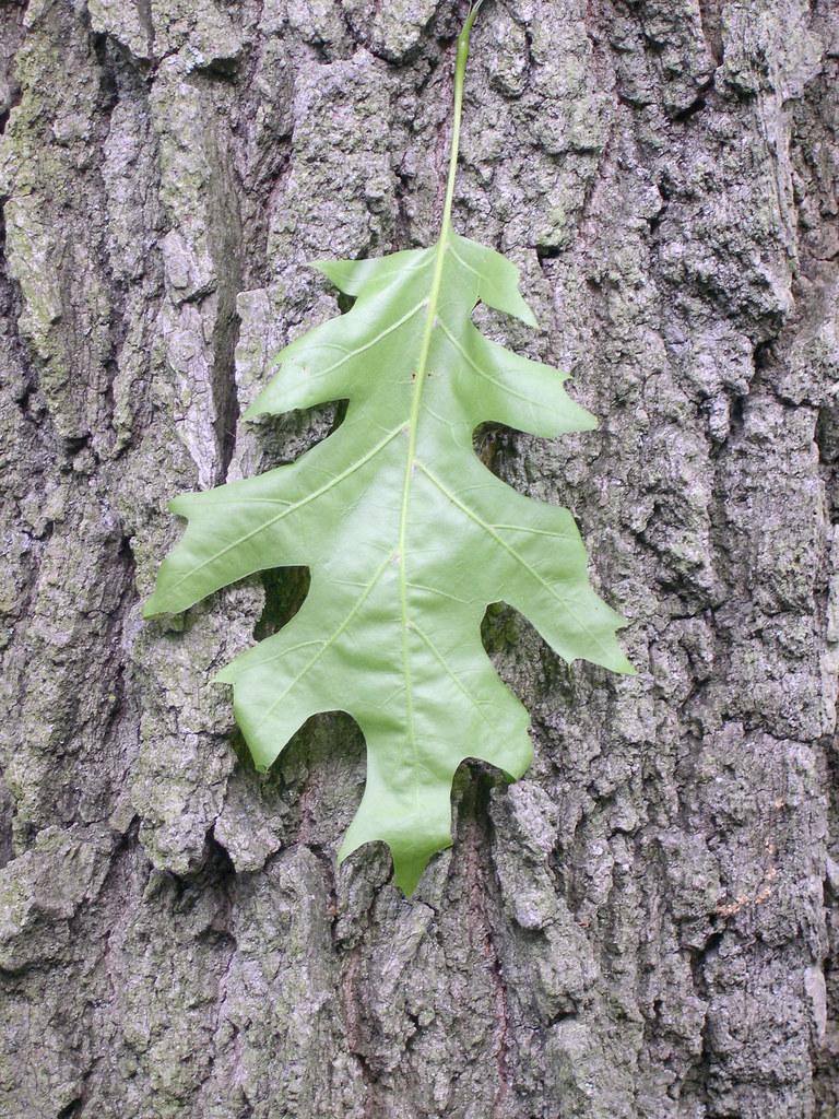 Quercus Shumardii Single Stem - View 13 from www redcrocus com